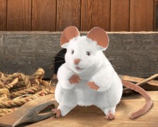 bílá myška